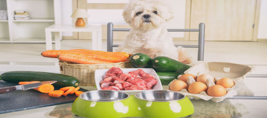 How to Choose the Best Raw Food Diet for Dogs